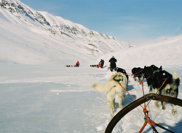 dogsledge