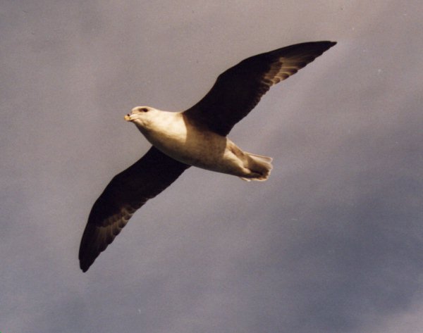 fulmar